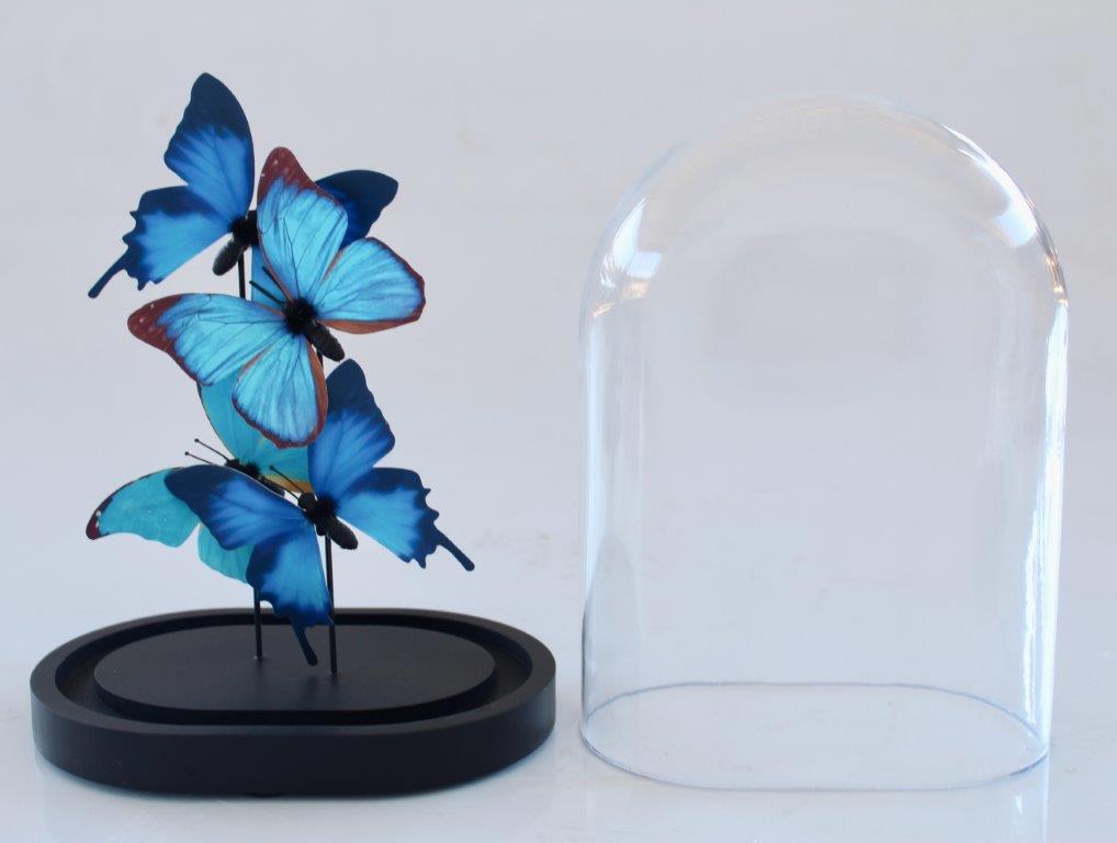 Small Glass Dome Blue Butterflies